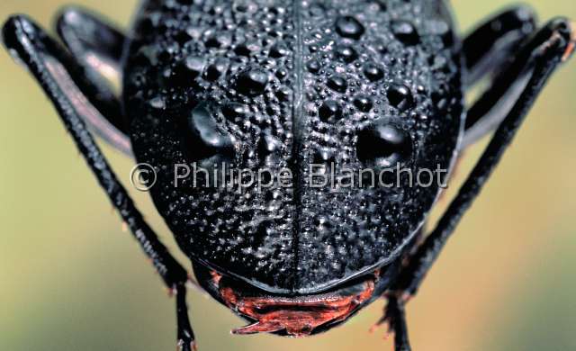 Cychrus tuberculatus.JPG - in "Portraits d'insectes" ed. SeuilCychrus tuberculatusExtremite abdominaleCychresnail eating beetleColeopteraCarabidaeChine
